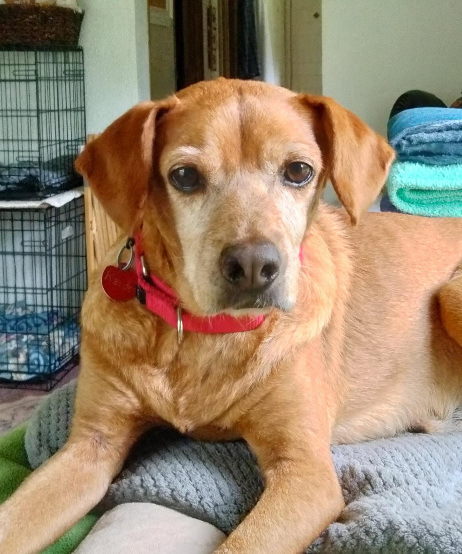 Kayden, Adopted, Young Male Beagle & Terrier.