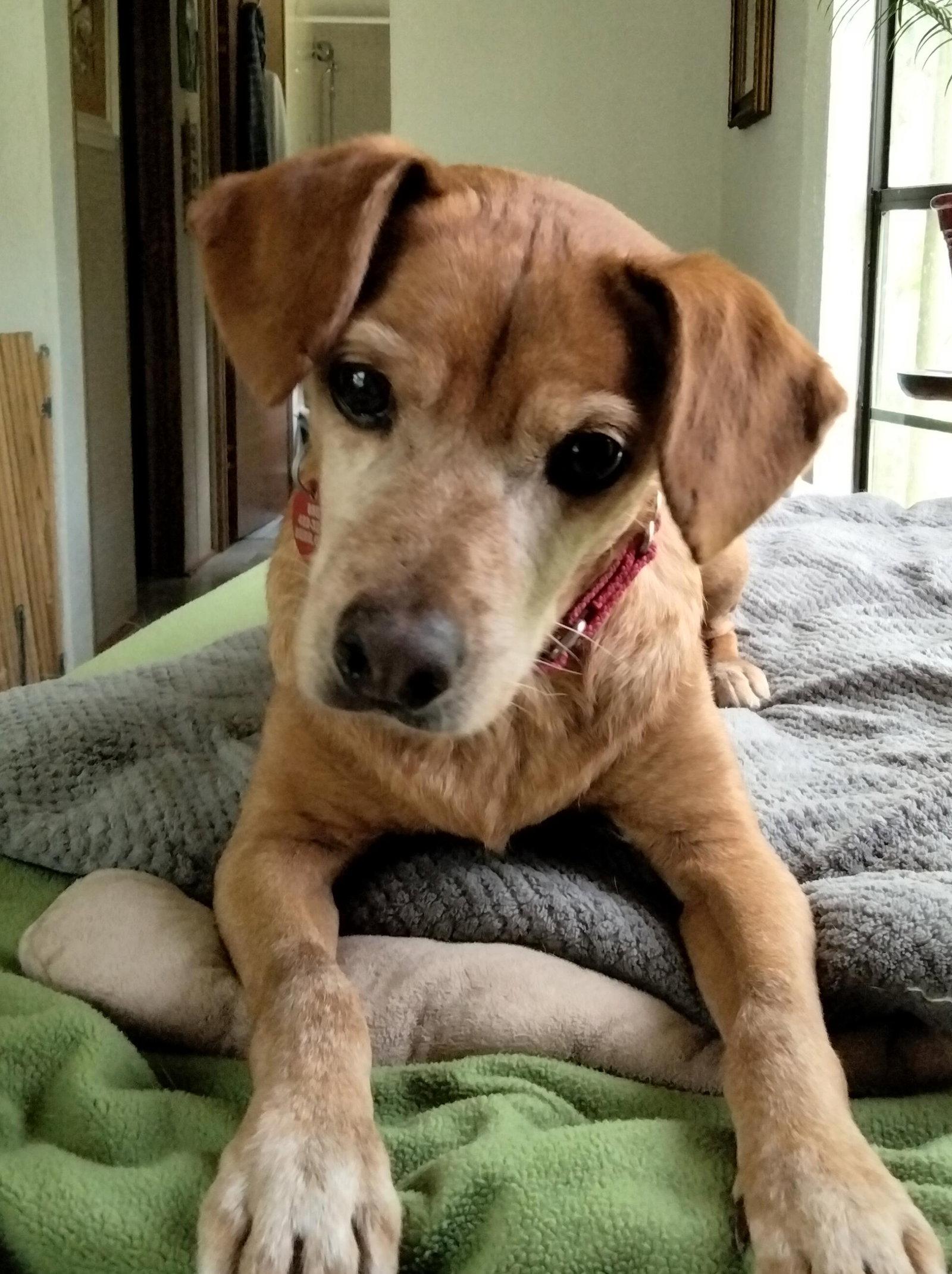Kayden, a Adopted mixed breed in Dunnellon, FL image 2/3