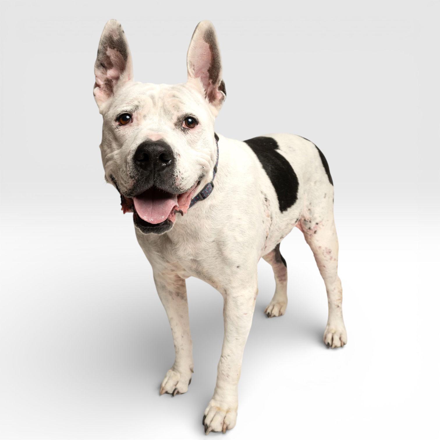 Golda, Adoptable, Senior Female Pit Bull Terrier.