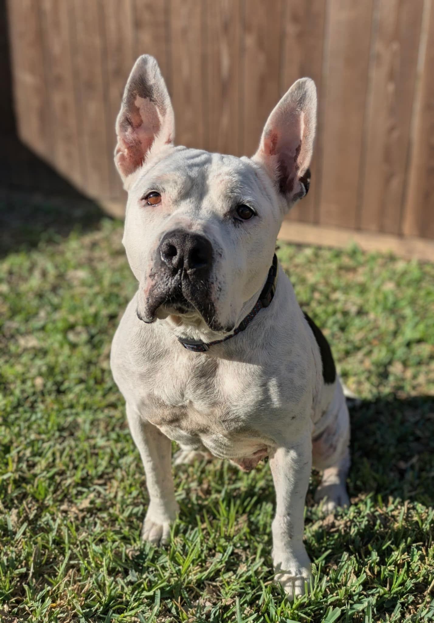 Golda, a Adoptable Pit Bull Terrier in Richardson, TX image 2/2