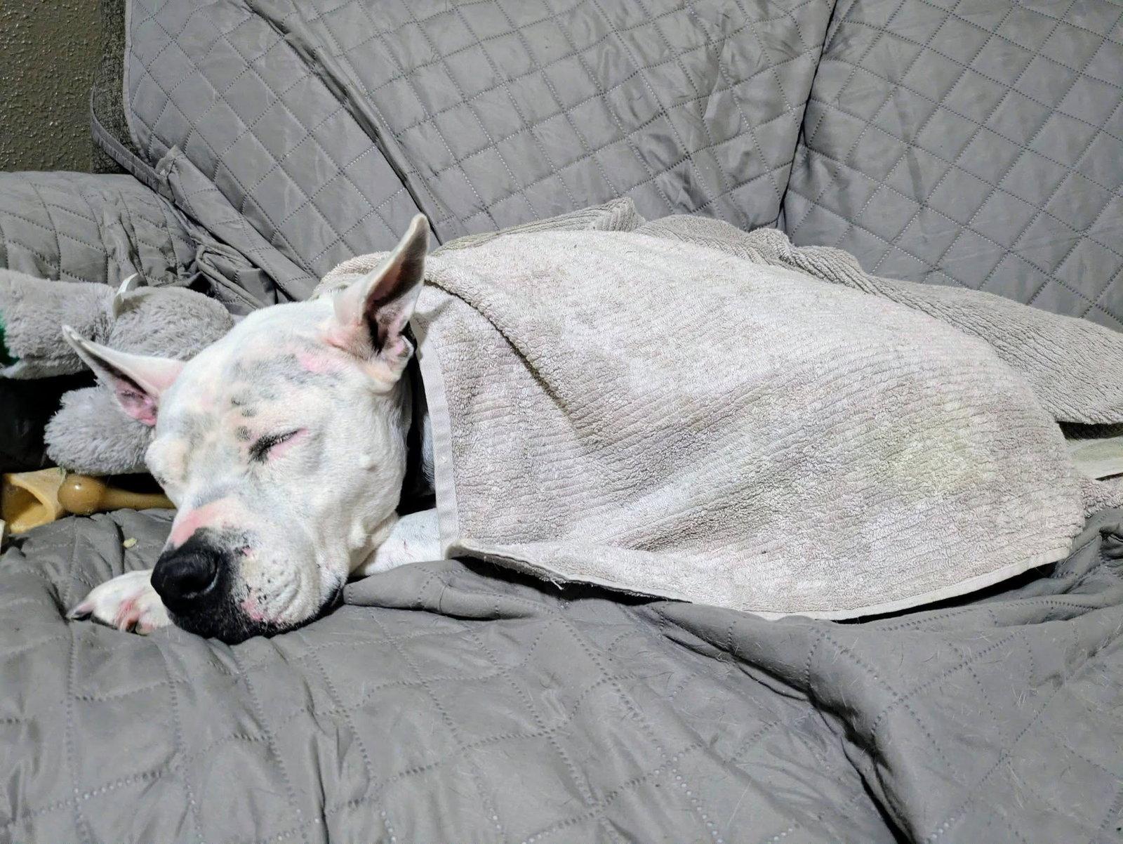 Enlarge Golda, a Adoptable Pit Bull Terrier in Richardson, TX image 3/3