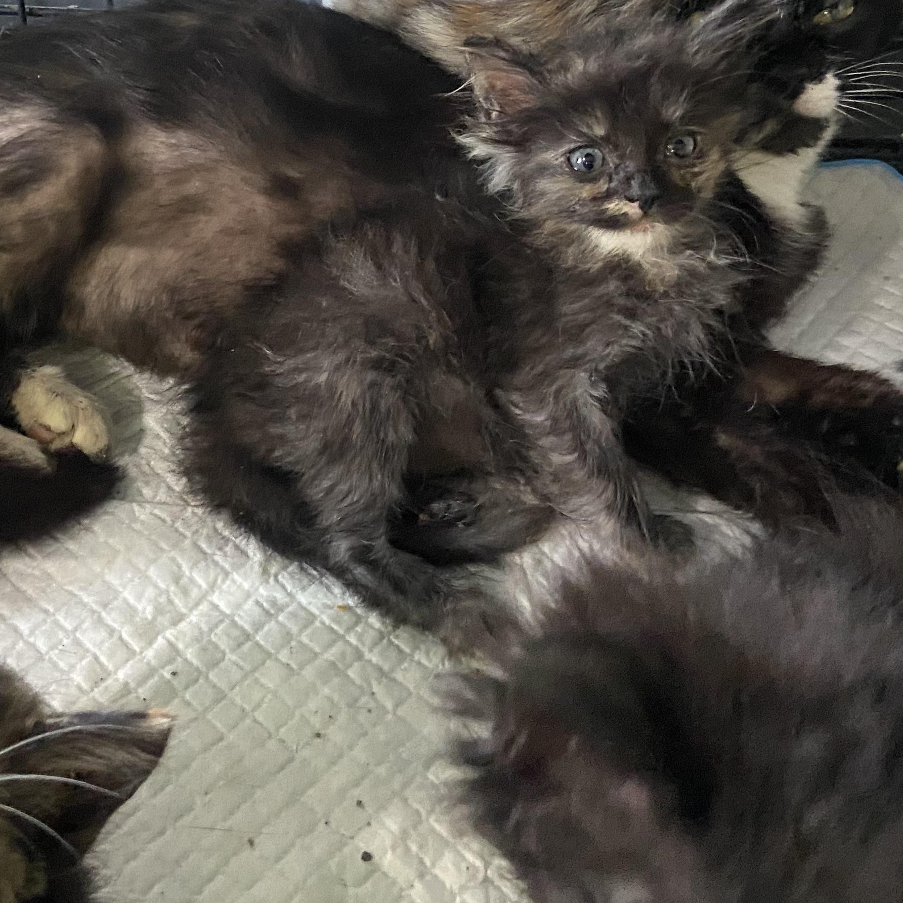Bitty, an adoptable Domestic Medium Hair in Waveland, IN_image-1