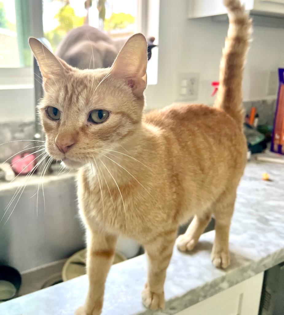 Enlarge Gingy, a Adoptable mixed breed in San Pedro, CA image 1/1