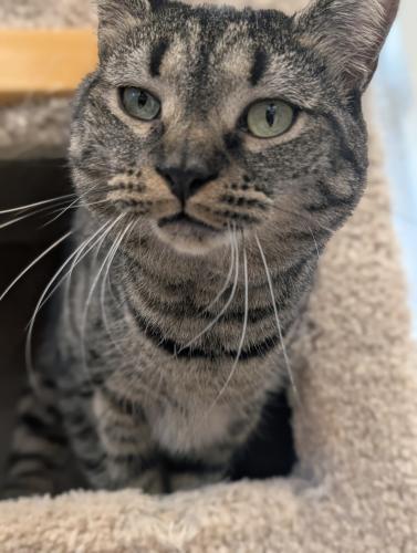 Rabbit and Piglet, Adoptable, Adult Female Domestic Short Hair & Tiger.