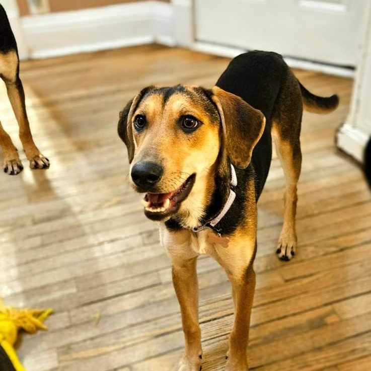 Shelby(REDUCED FEE!)