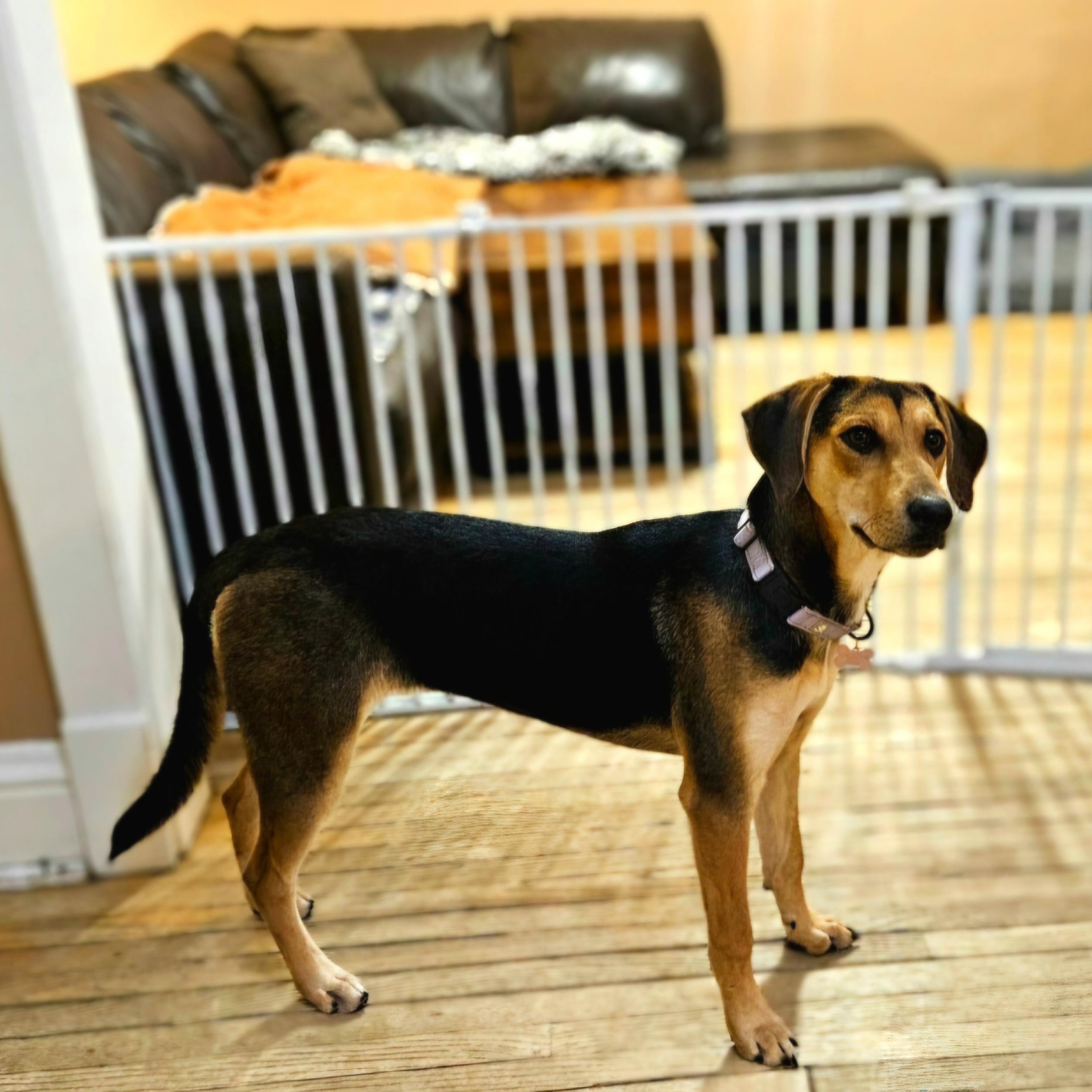 Shelby(REDUCED FEE!)