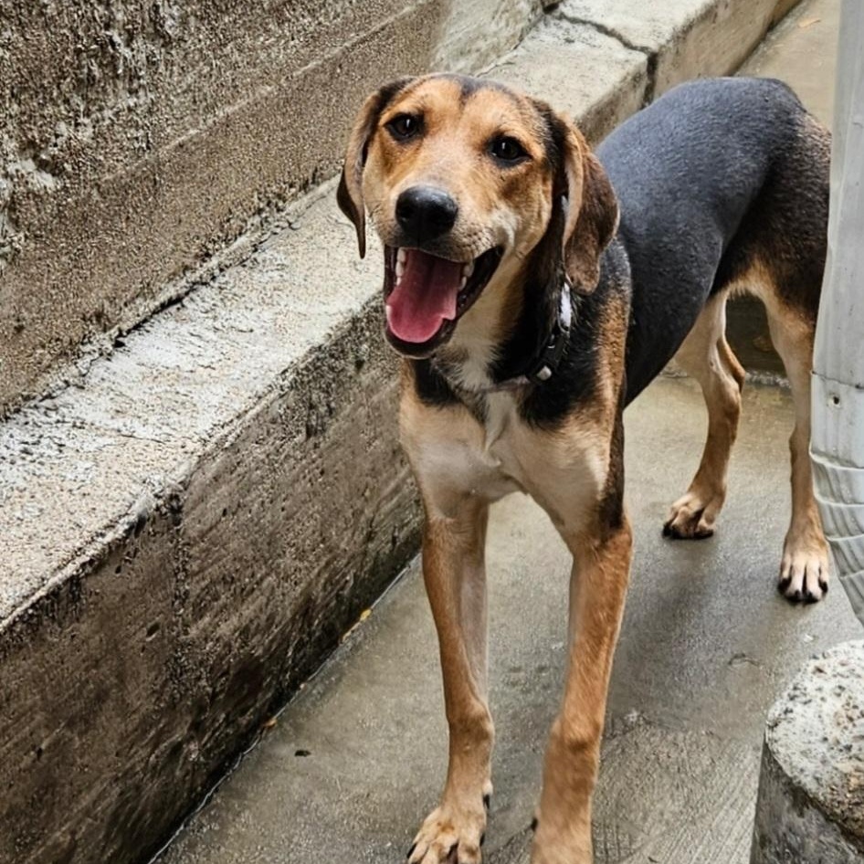 Shelby(REDUCED FEE!)