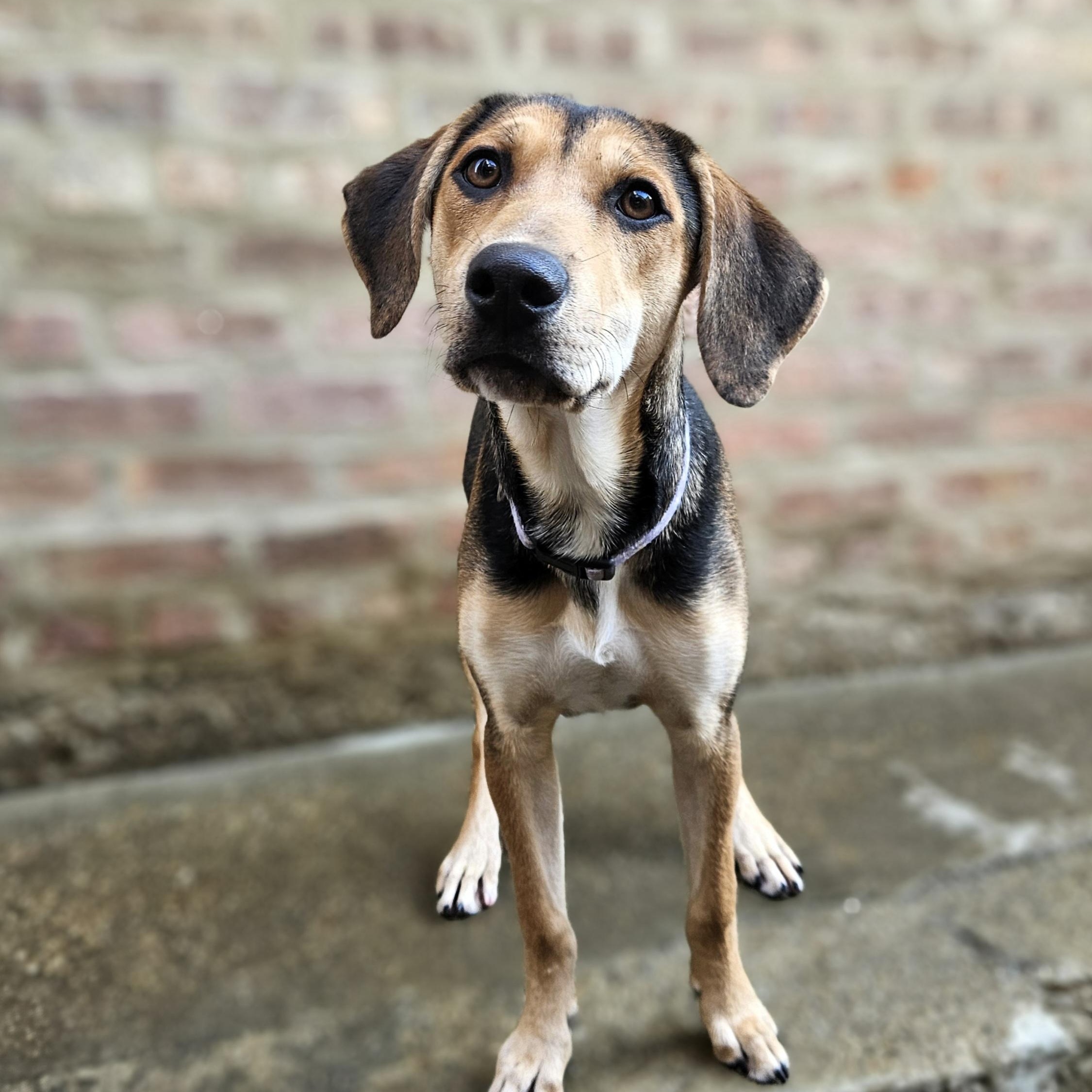 Shelby(REDUCED FEE!)