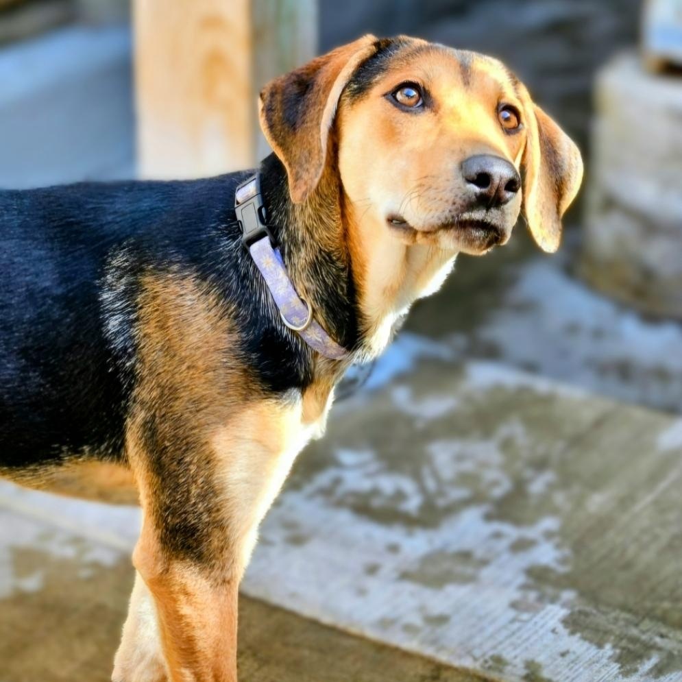 Shelby(REDUCED FEE!)