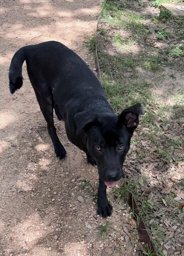 Enlarge Batman, a Adoptable Labrador Retriever in Missouri City, TX image 1/2