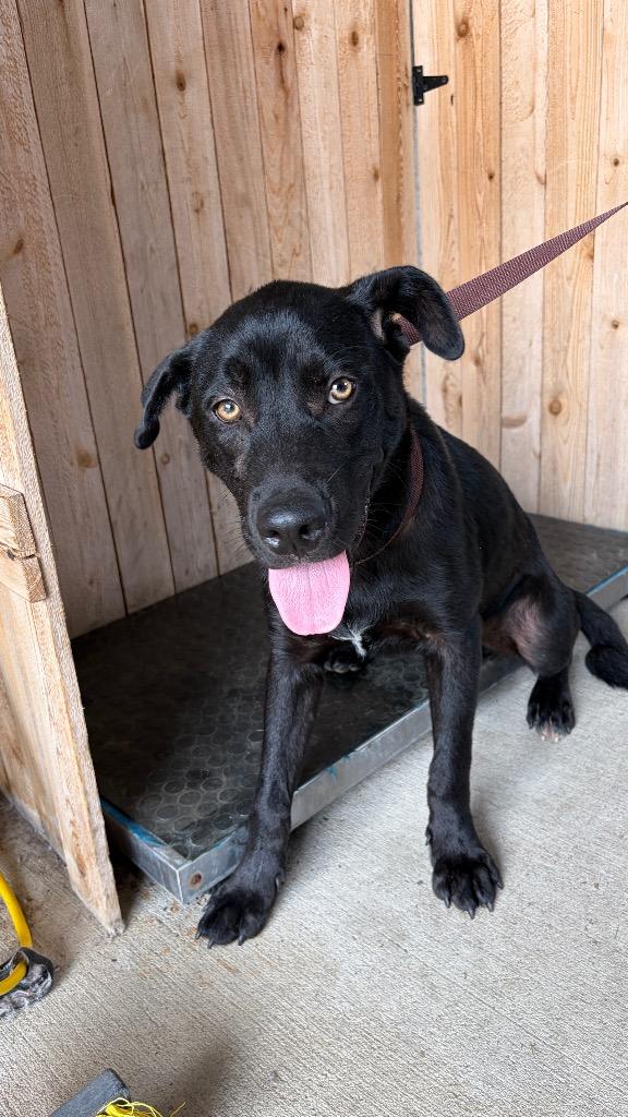 Enlarge Batman, a Adoptable Labrador Retriever in Missouri City, TX image 2/2