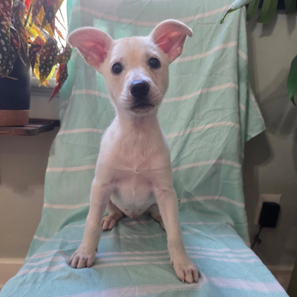ROSE GOLDEN, Adoptable, Puppy Female German Shepherd Dog & Border Collie.