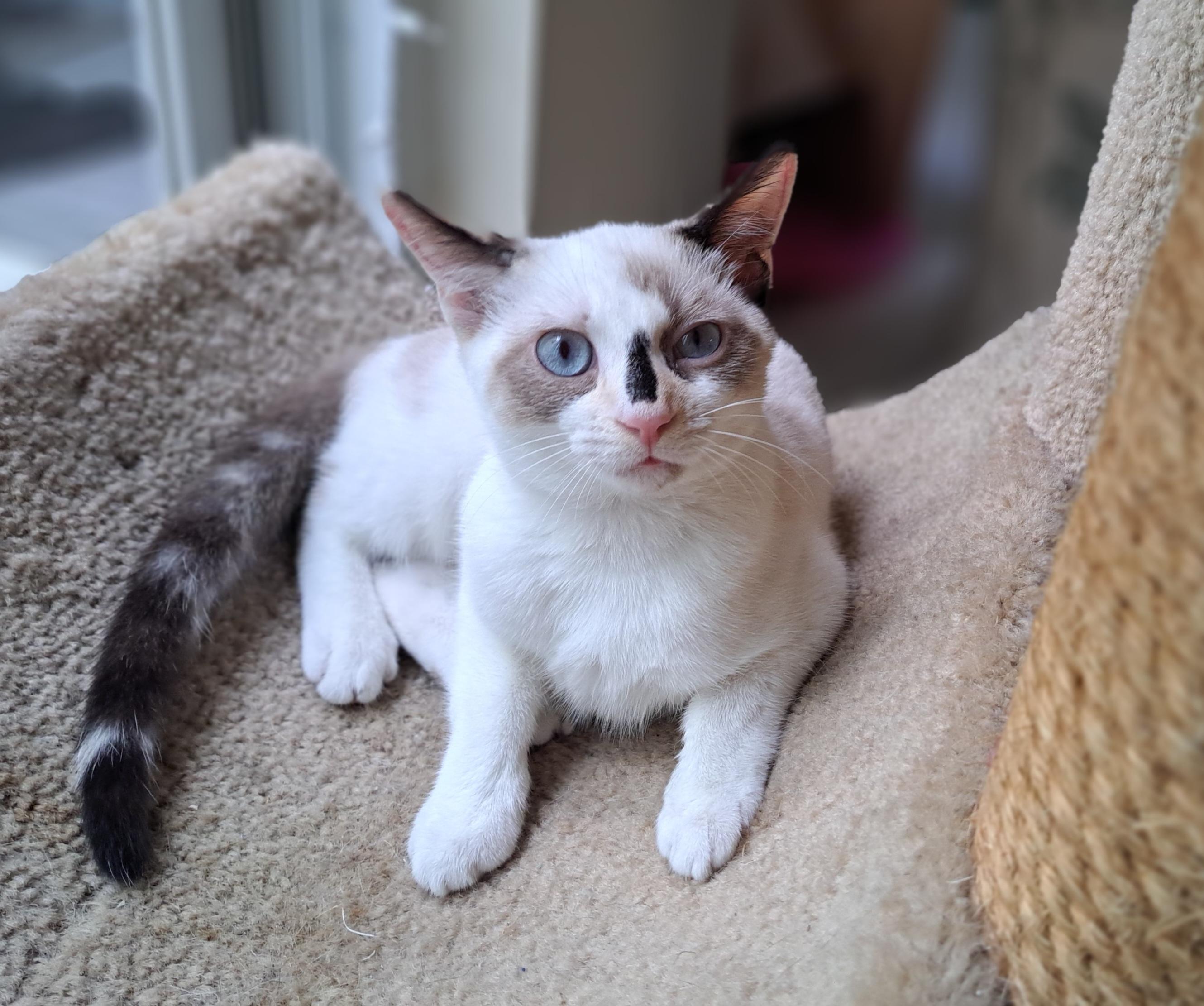 Enlarge FeFe & Nilla -BONDED BEST FRIENDS!, an adopted mixed breed in Springfield, MA image 3/6