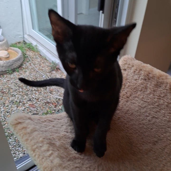 Enlarge FeFe & Nilla -BONDED BEST FRIENDS!, an adopted mixed breed in Springfield, MA video 5/6