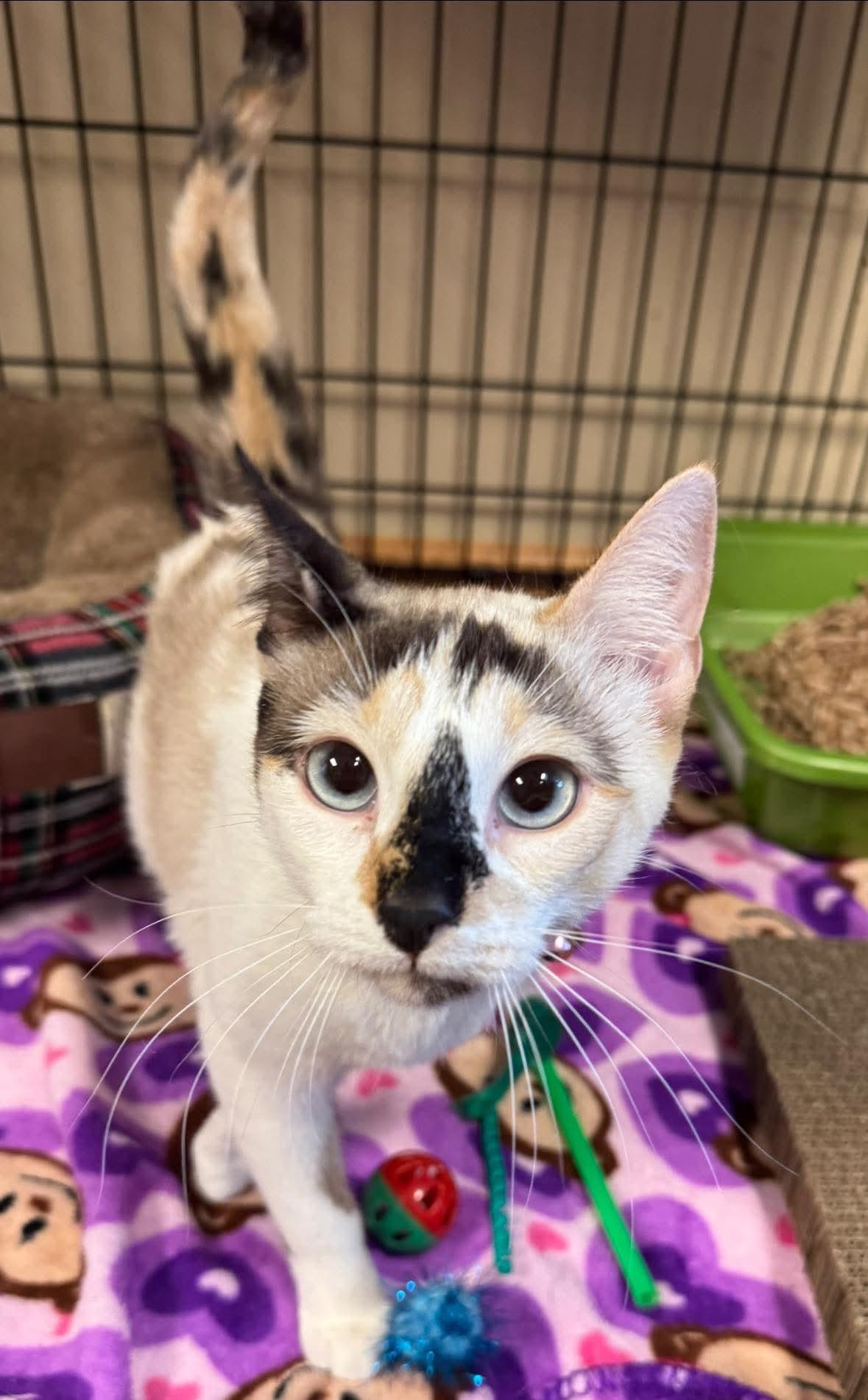 Kiki, adopted, Adult Female Siamese.