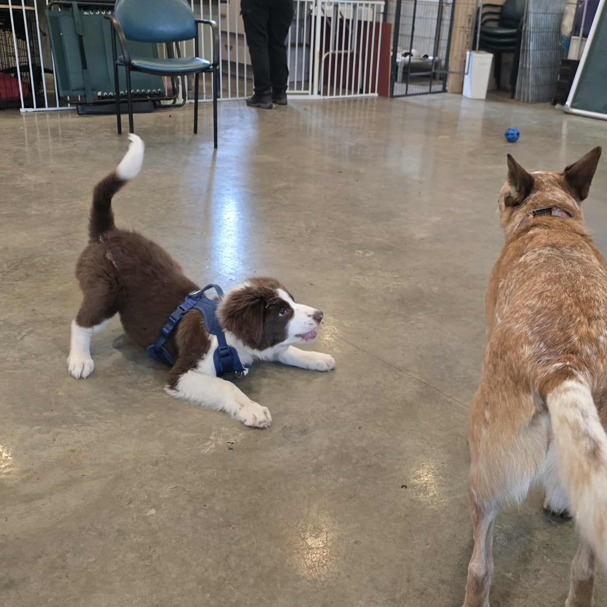Enlarge Caspian, a Adopted mixed breed in Lake Cowichan, BC image 3/6