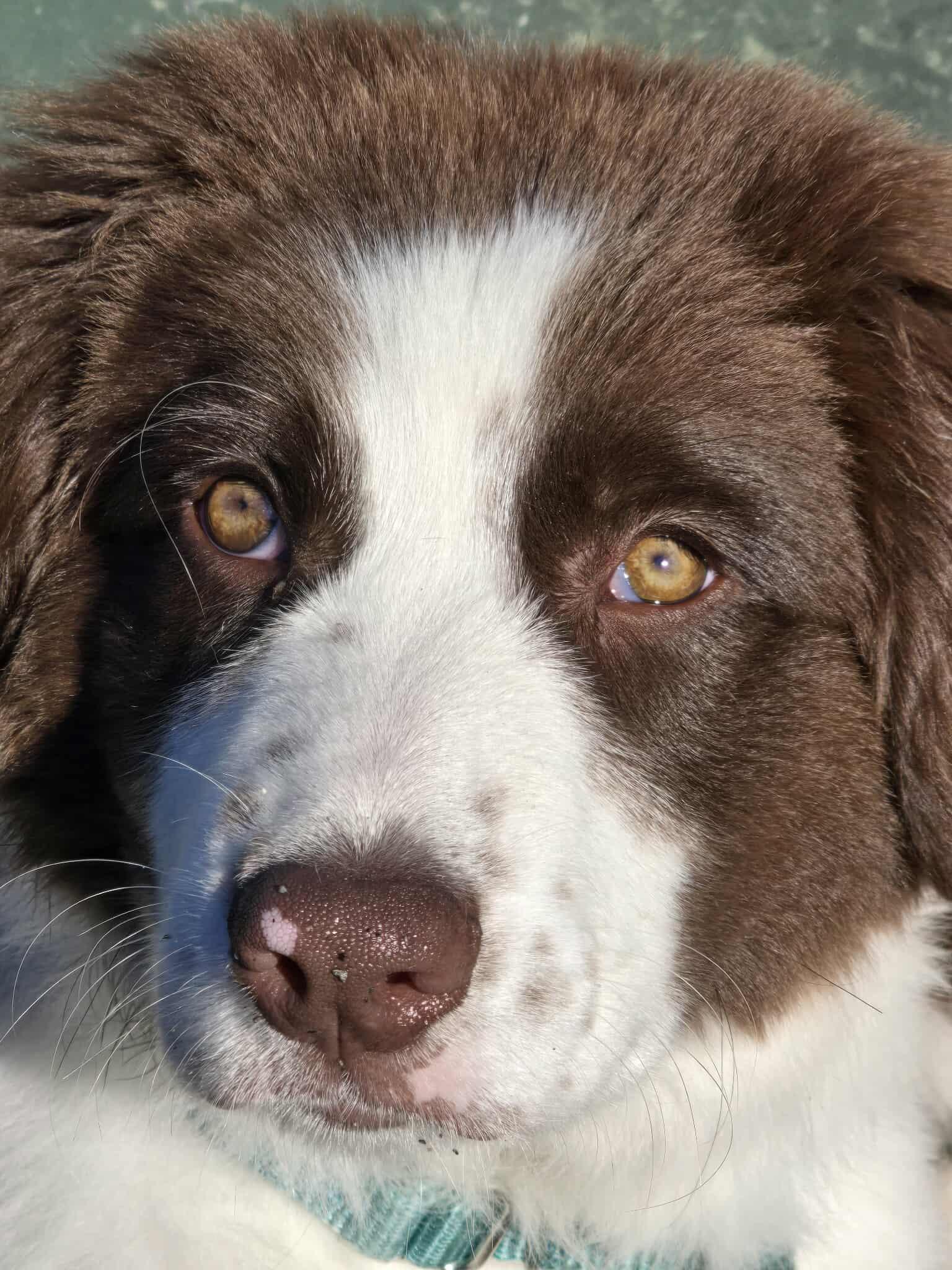 Enlarge Caspian, a Adopted mixed breed in Lake Cowichan, BC image 2/6