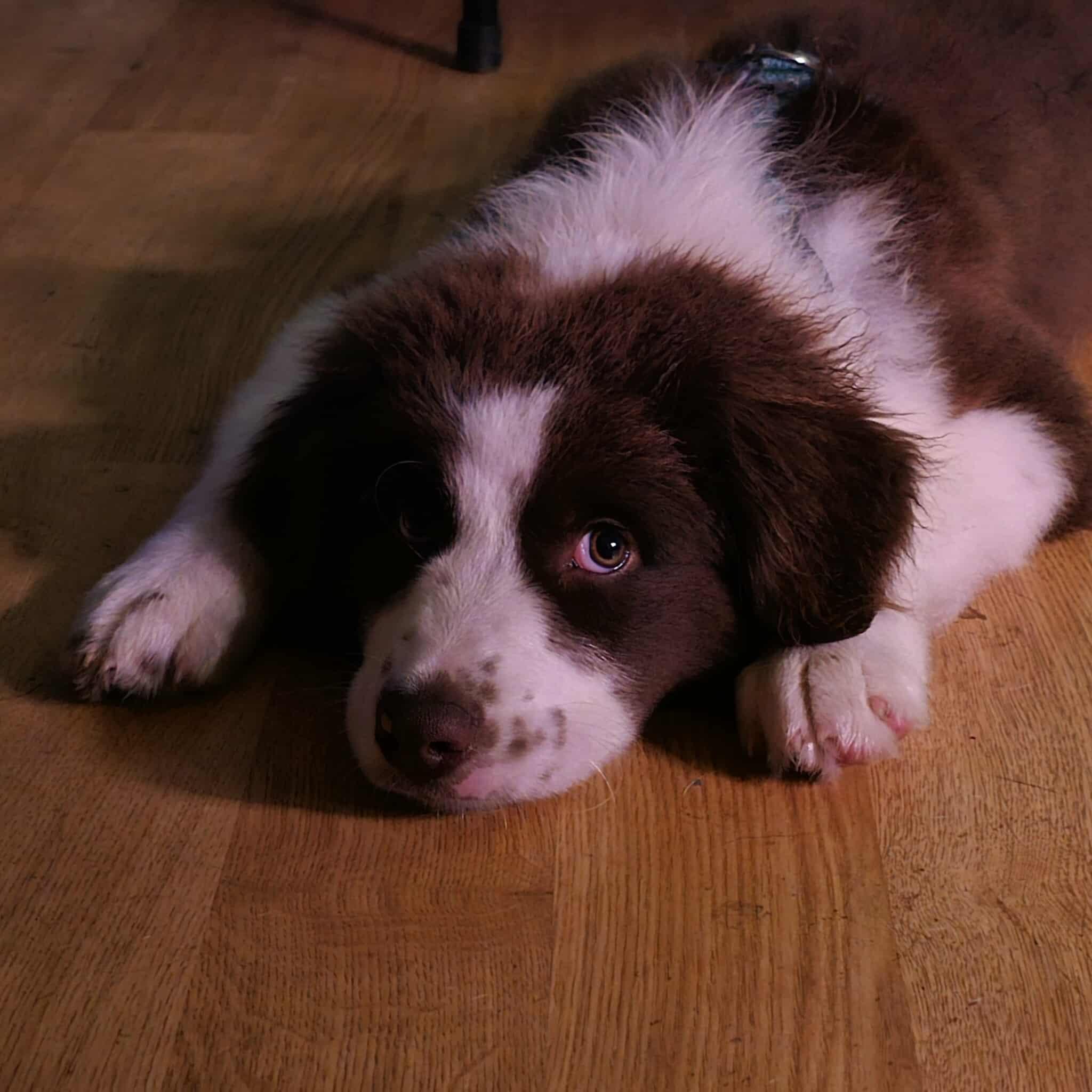 Caspian, Adopted, Puppy Male Border Collie.
