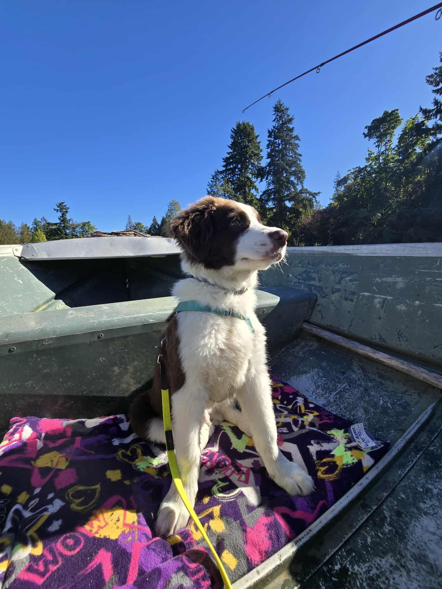 Enlarge Caspian, a Adopted mixed breed in Lake Cowichan, BC image 4/6