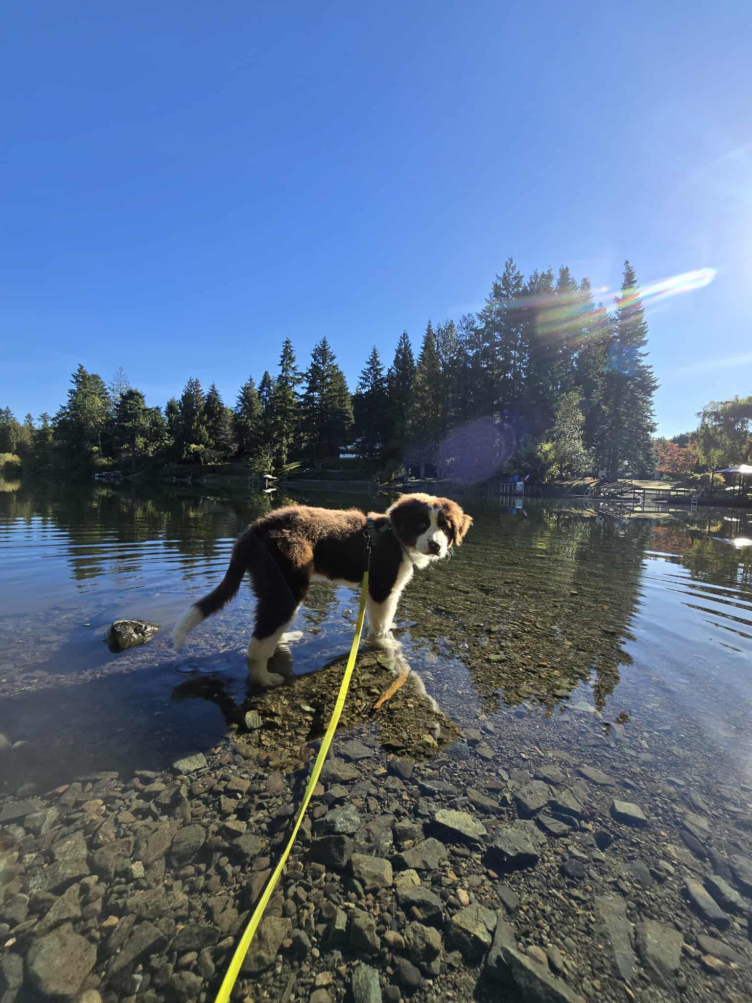 Enlarge Caspian, a Adopted mixed breed in Lake Cowichan, BC image 5/6