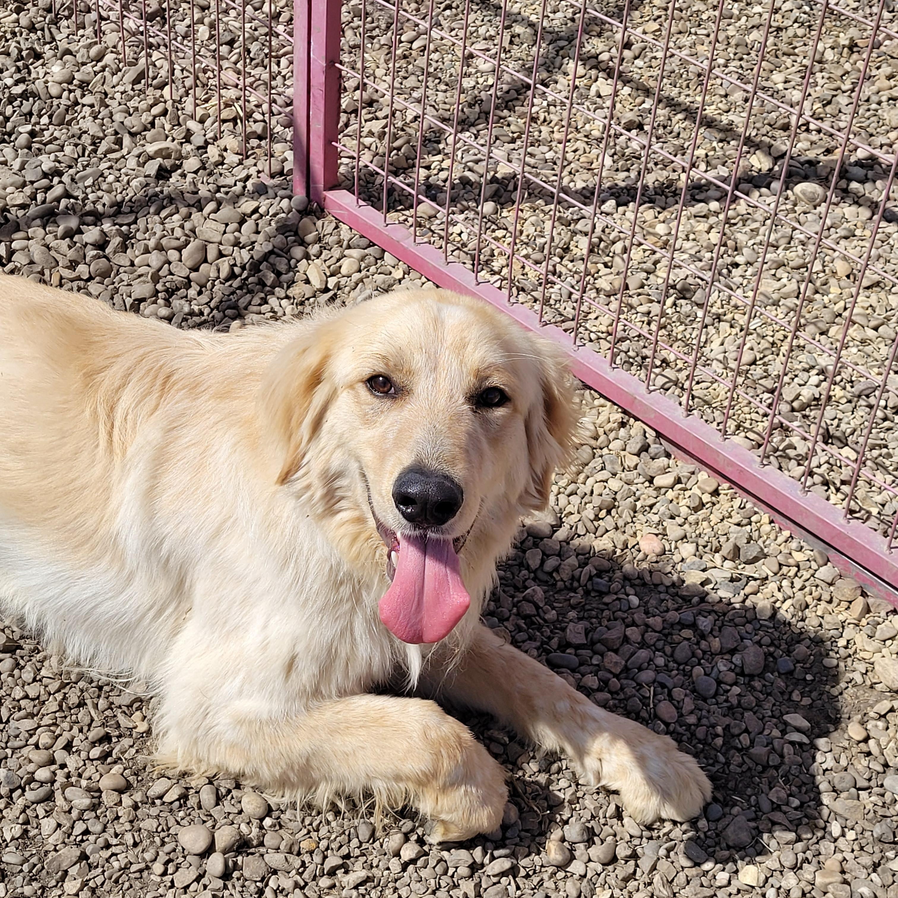 Enlarge Jones, a ADOPTABLE mixed breed in Lacombe, AB image 2/4