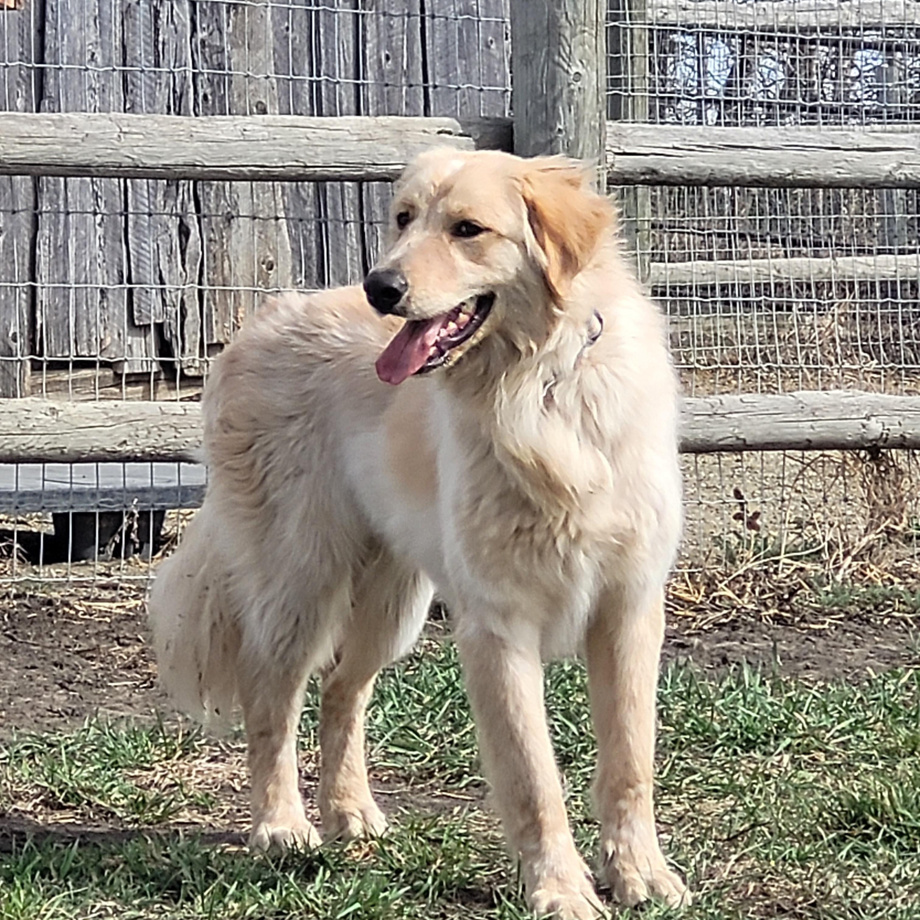 Enlarge Jones, a ADOPTABLE mixed breed in Lacombe, AB image 1/4