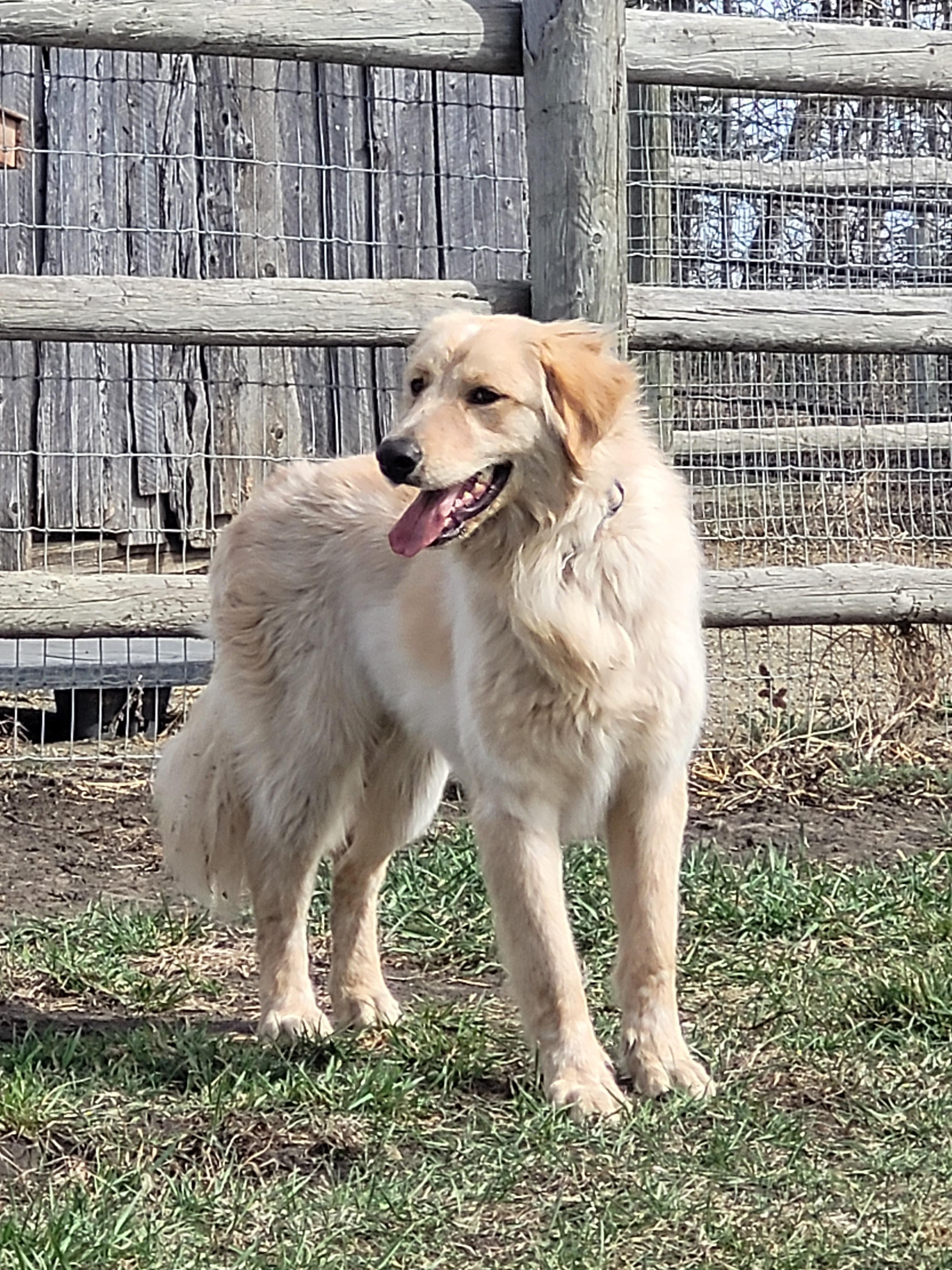 Enlarge Jones, a ADOPTABLE mixed breed in Lacombe, AB image 4/4