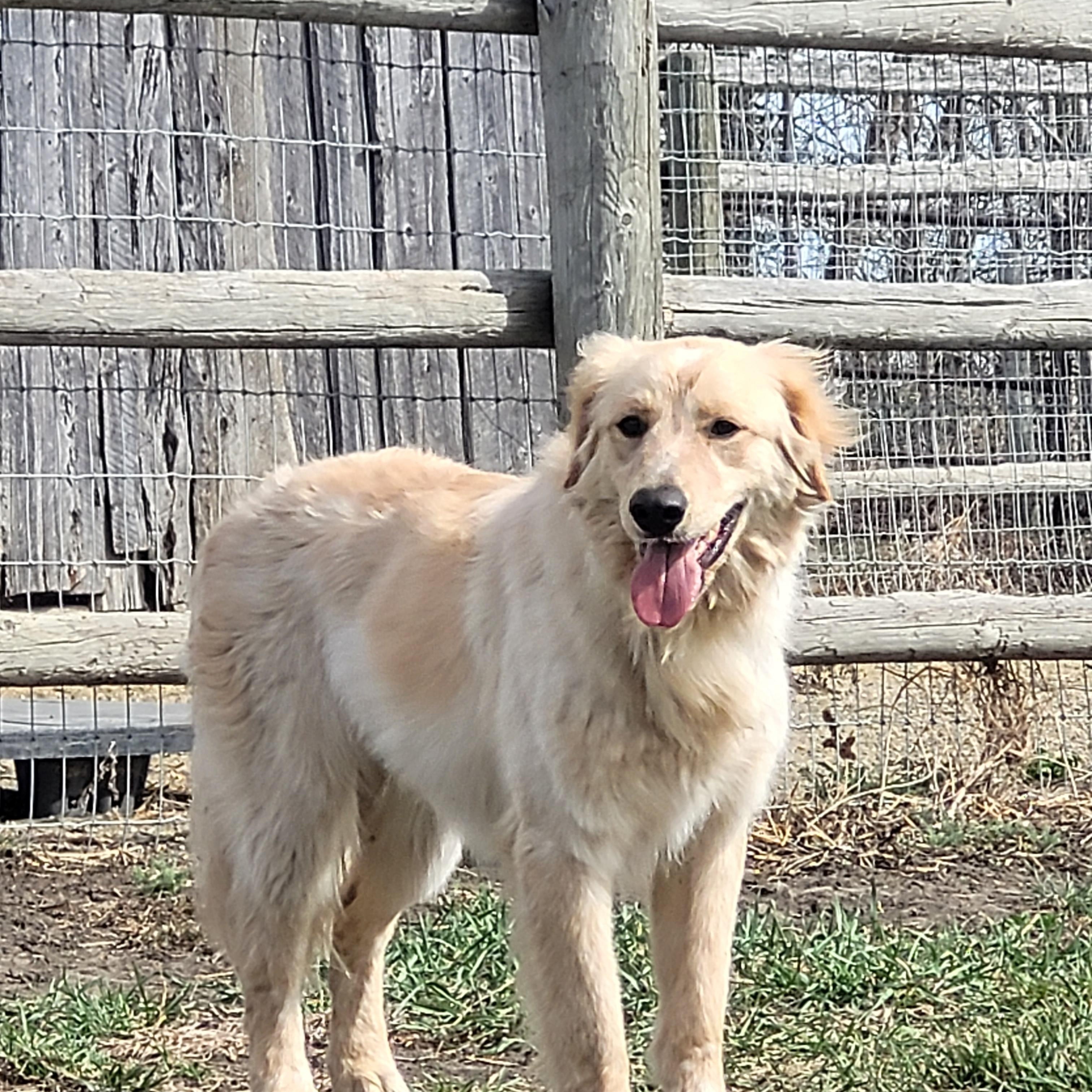 Enlarge Jones, a ADOPTABLE mixed breed in Lacombe, AB image 1/4
