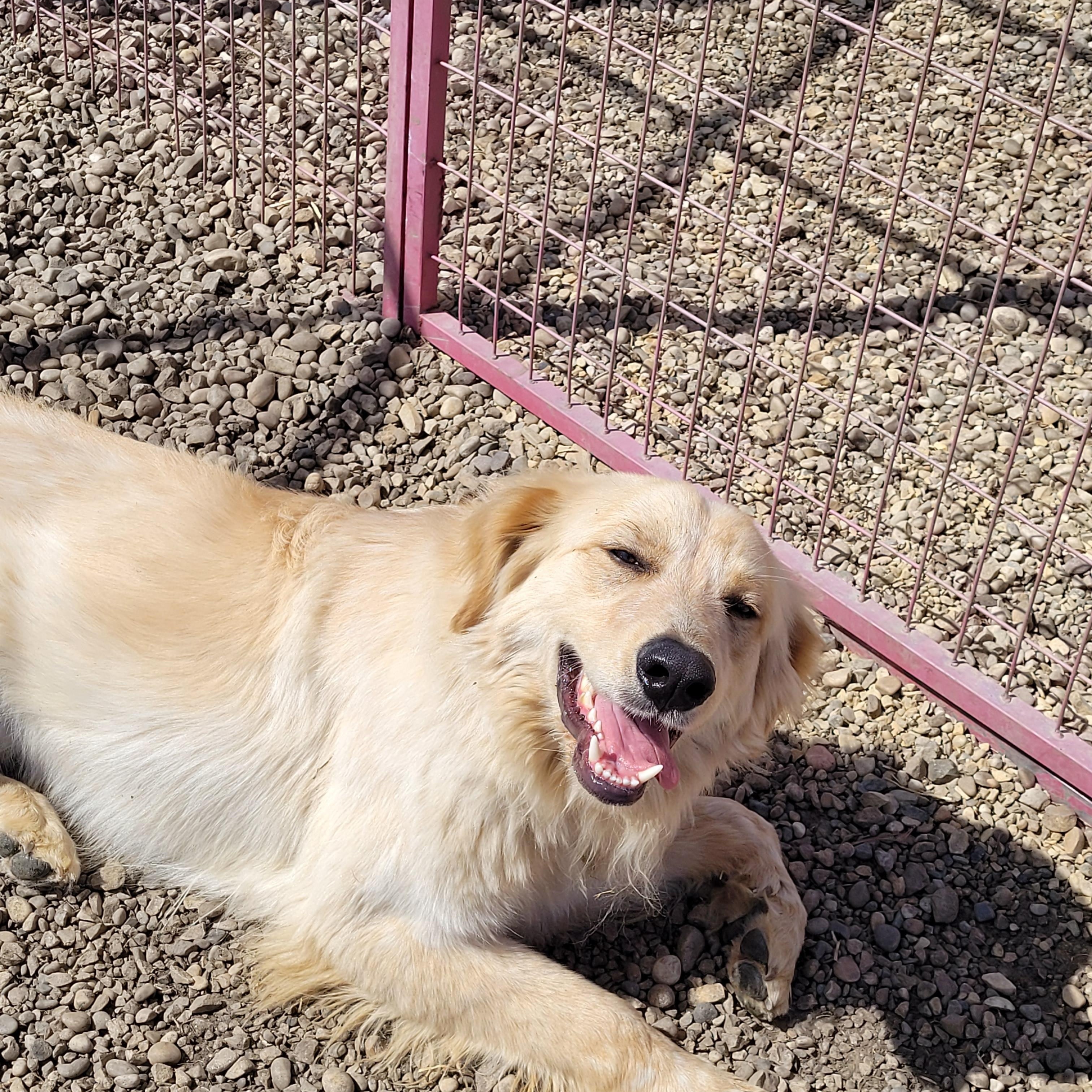 Enlarge Jones, a ADOPTABLE mixed breed in Lacombe, AB image 3/4