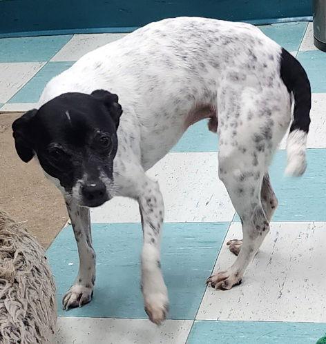 260137 Chip — thumbnail 2