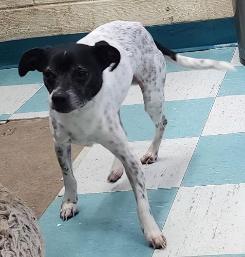 260137 Chip — thumbnail 3