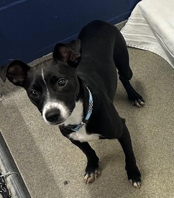 Enlarge Pepsi 6 months AVAIL 4/22, a Adoptable Labrador Retriever in Sterling, MA image 1/1