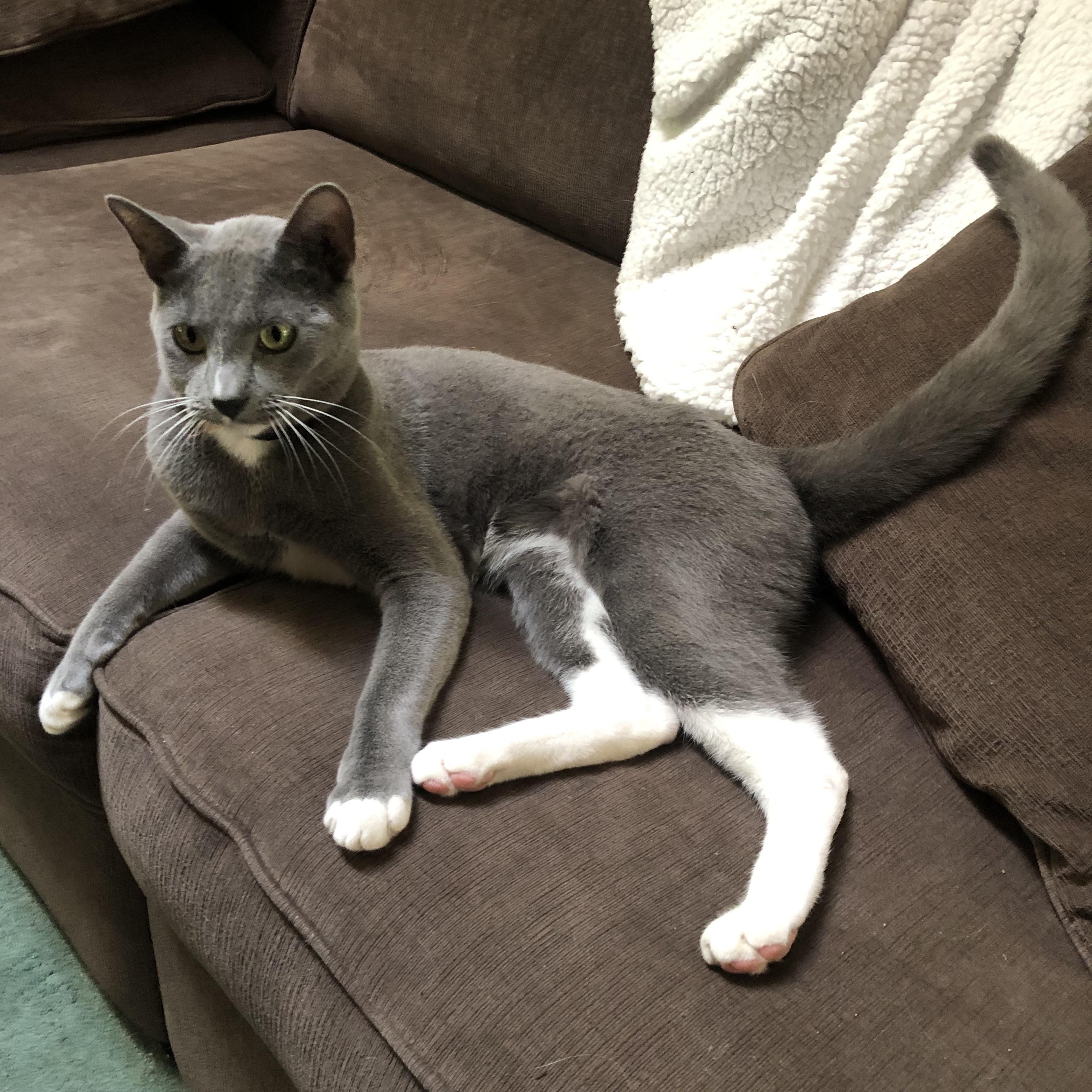 Enlarge Martin, a Adoptable Domestic Short Hair in Puyallup, WA image 2/6