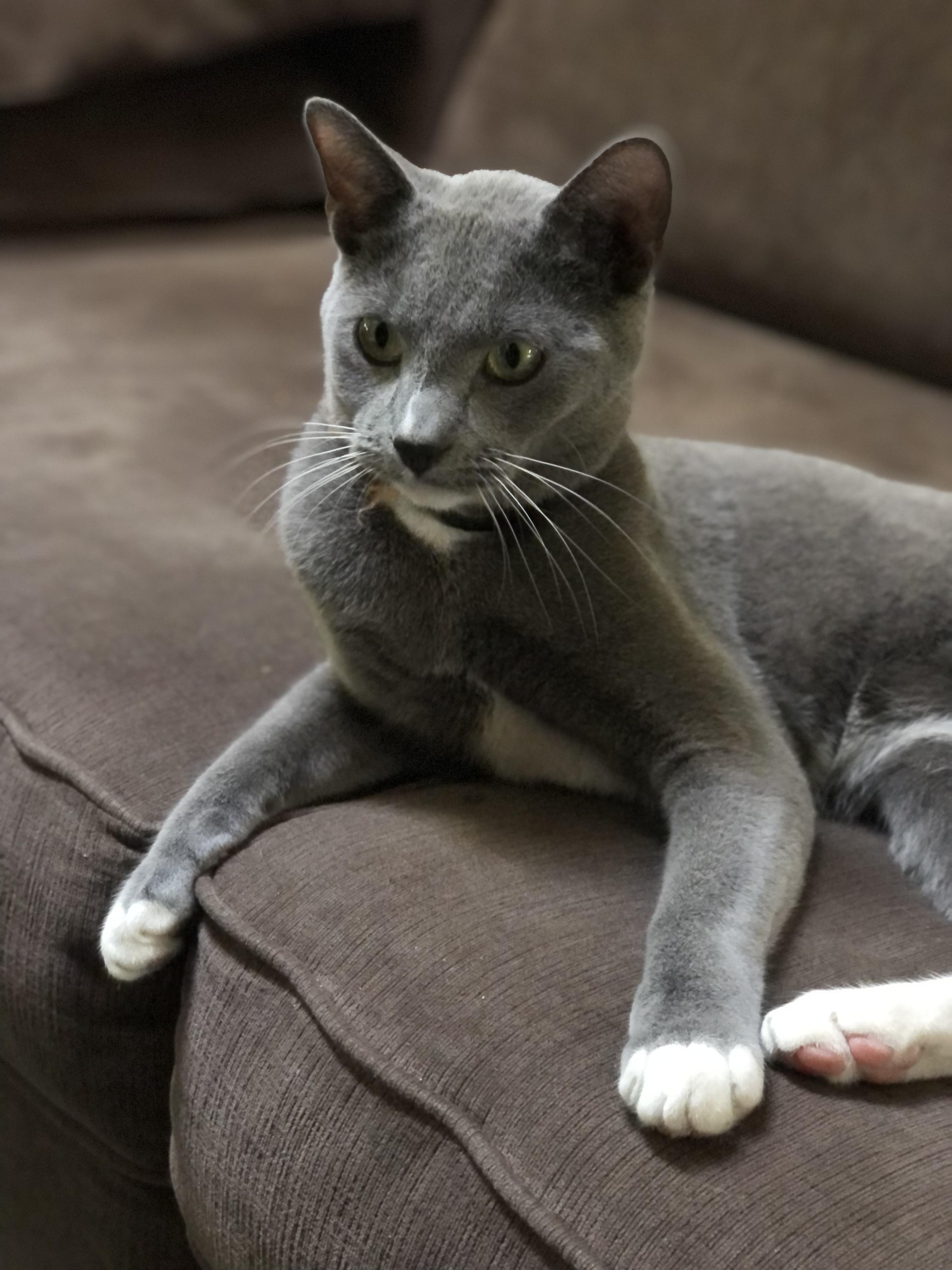 Enlarge Martin, a Adoptable Domestic Short Hair in Puyallup, WA image 1/6