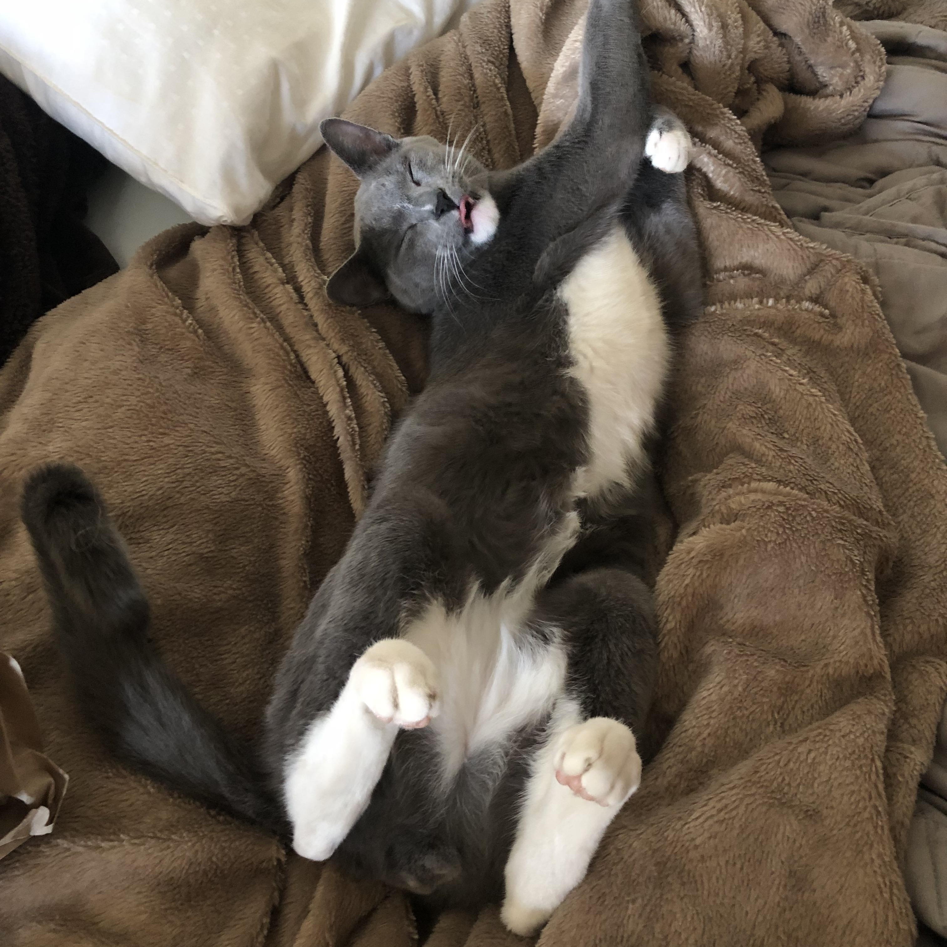 Enlarge Martin, a Adoptable Domestic Short Hair in Puyallup, WA image 5/6