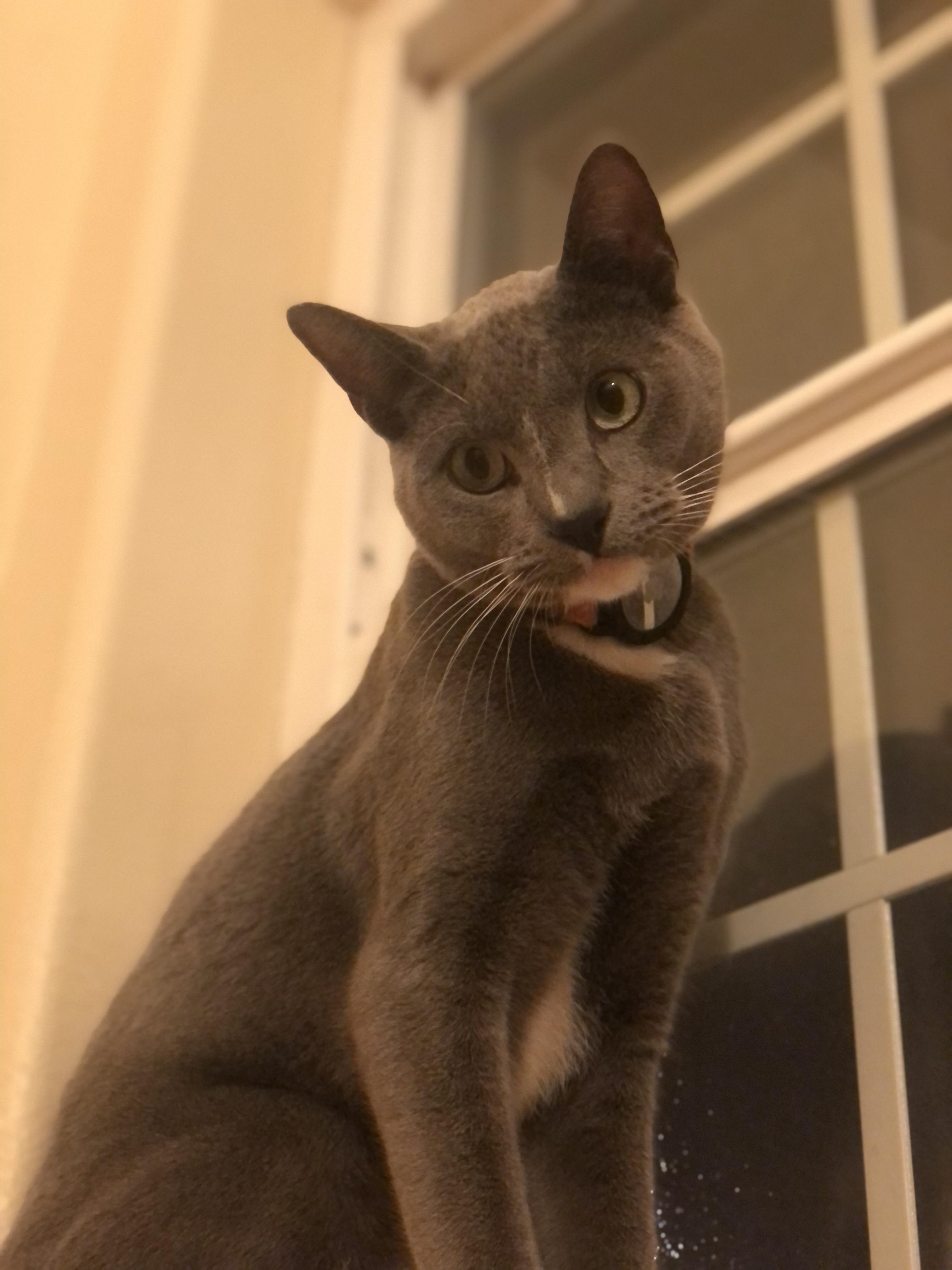 Enlarge Martin, a Adoptable Domestic Short Hair in Puyallup, WA image 6/6