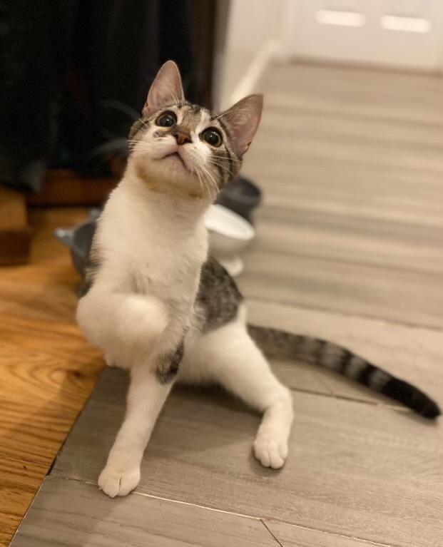 Enlarge Tulle, a Adoptable Domestic Short Hair in Brooklyn, NY image 1/5