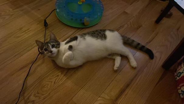 Enlarge Tulle, a Adoptable Domestic Short Hair in Brooklyn, NY image 2/5