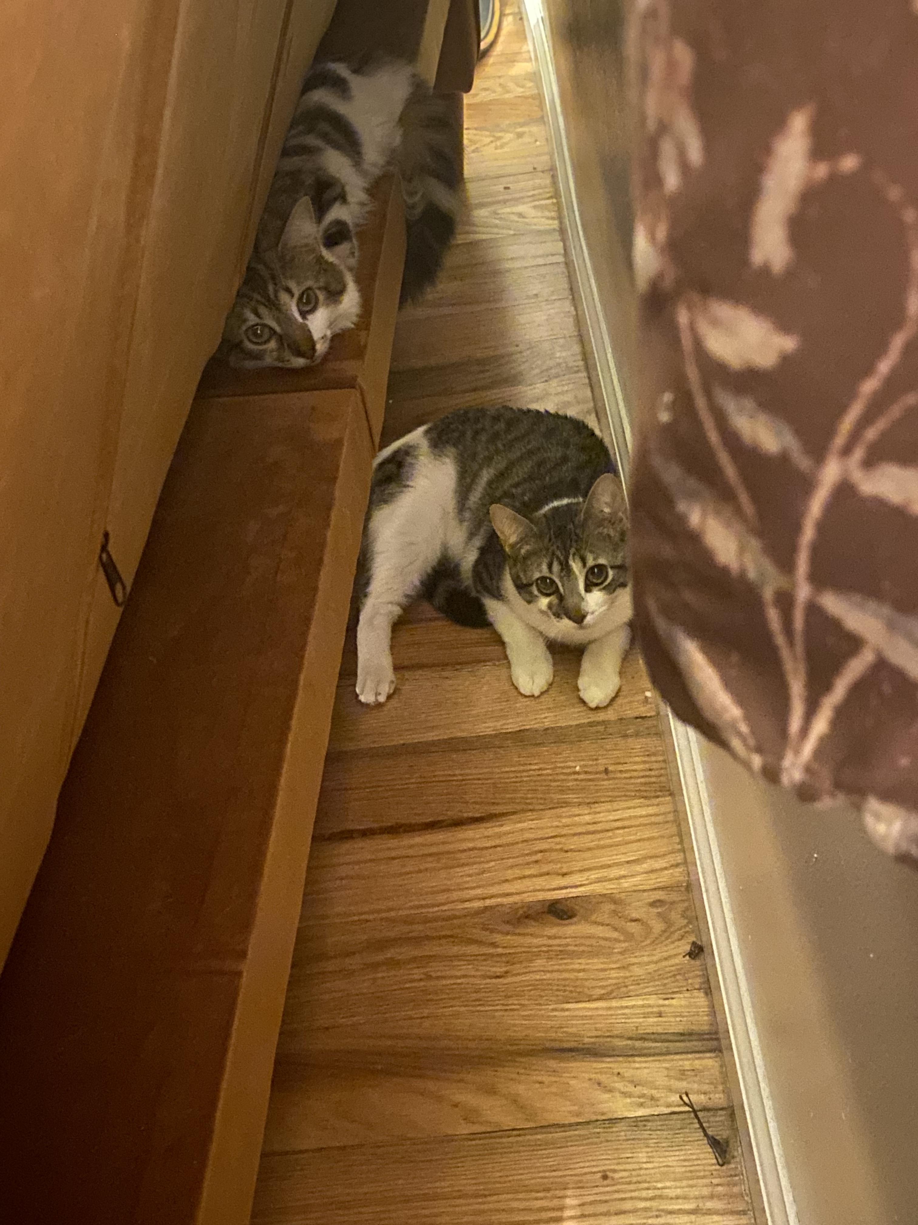 Enlarge Tulle, a Adoptable Domestic Short Hair in Brooklyn, NY image 3/5