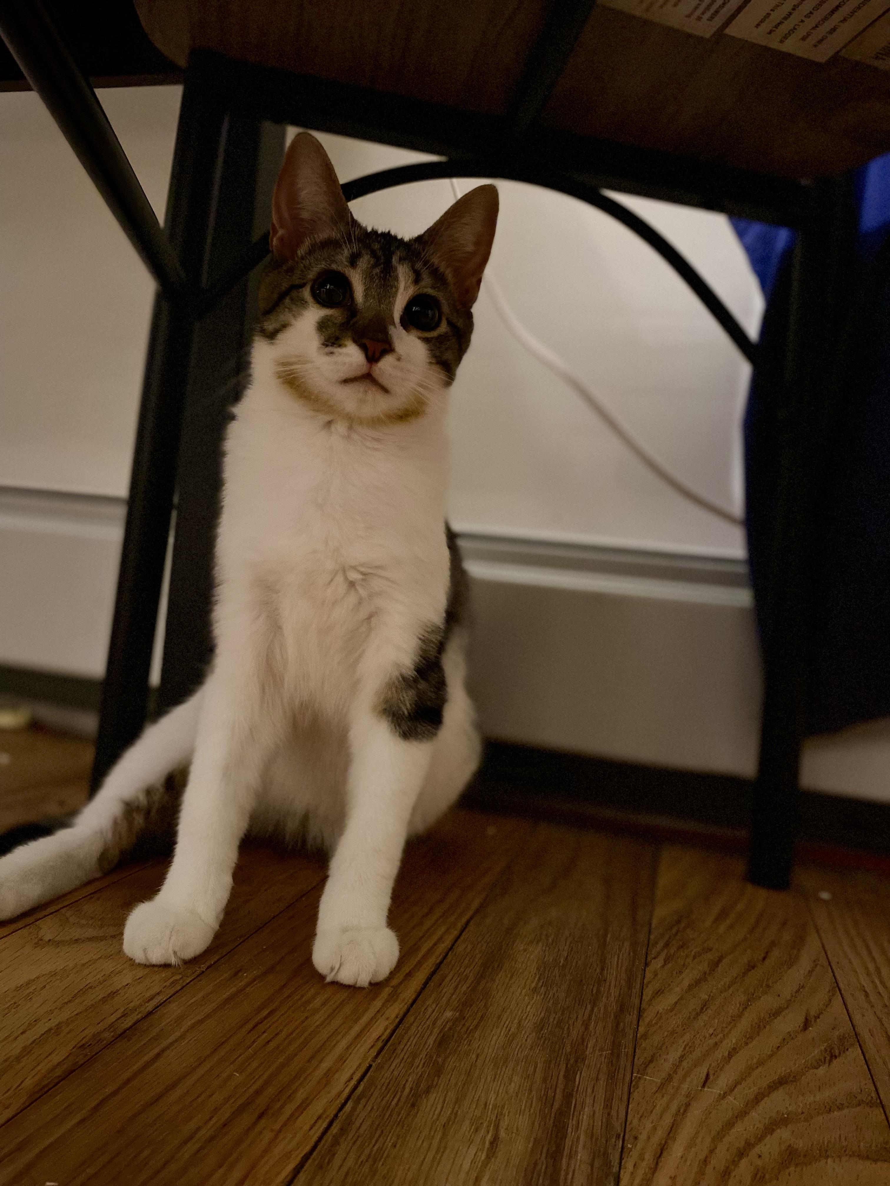 Enlarge Tulle, a Adoptable Domestic Short Hair in Brooklyn, NY image 5/5