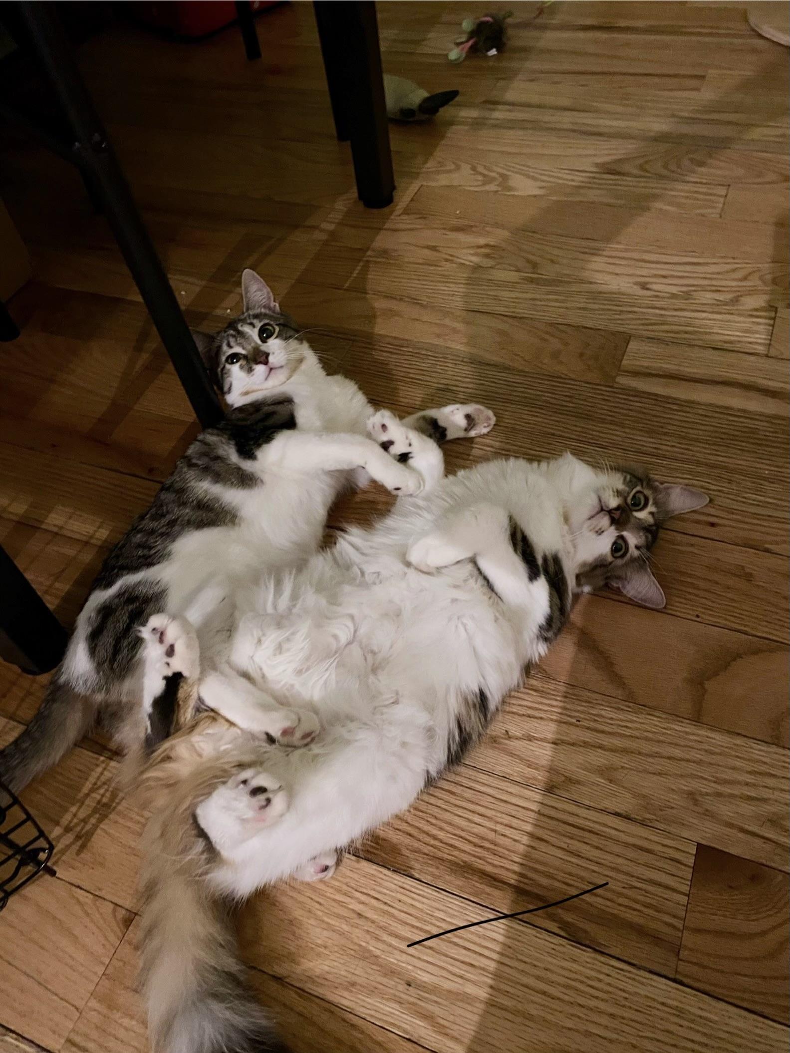 Enlarge Tulle, a Adoptable Domestic Short Hair in Brooklyn, NY image 4/5