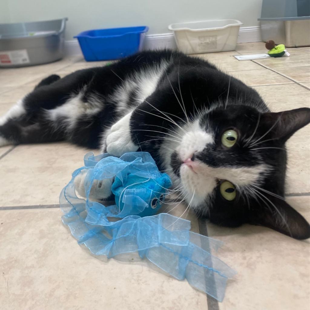 Alakazam, Adoptable, Senior Male Domestic Short Hair.