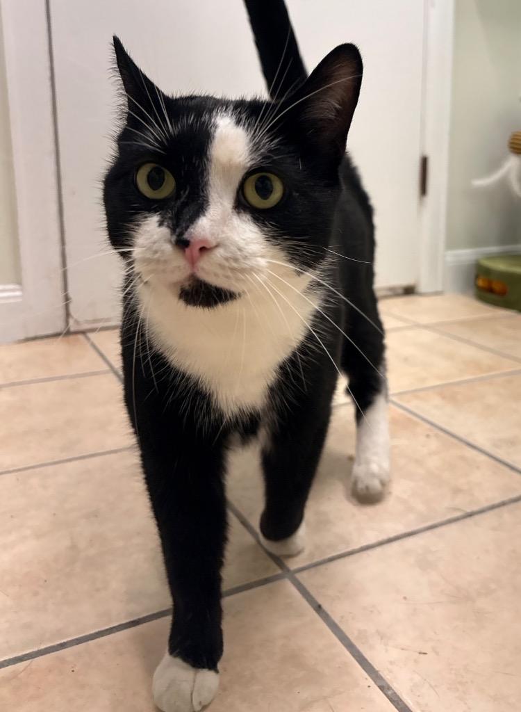 Alakazam, Adoptable, Senior Male Domestic Short Hair.