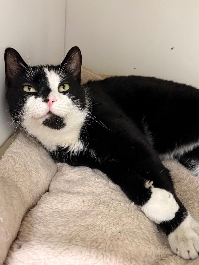 Alakazam, a Adoptable mixed breed in Fall River, MA image 2/6