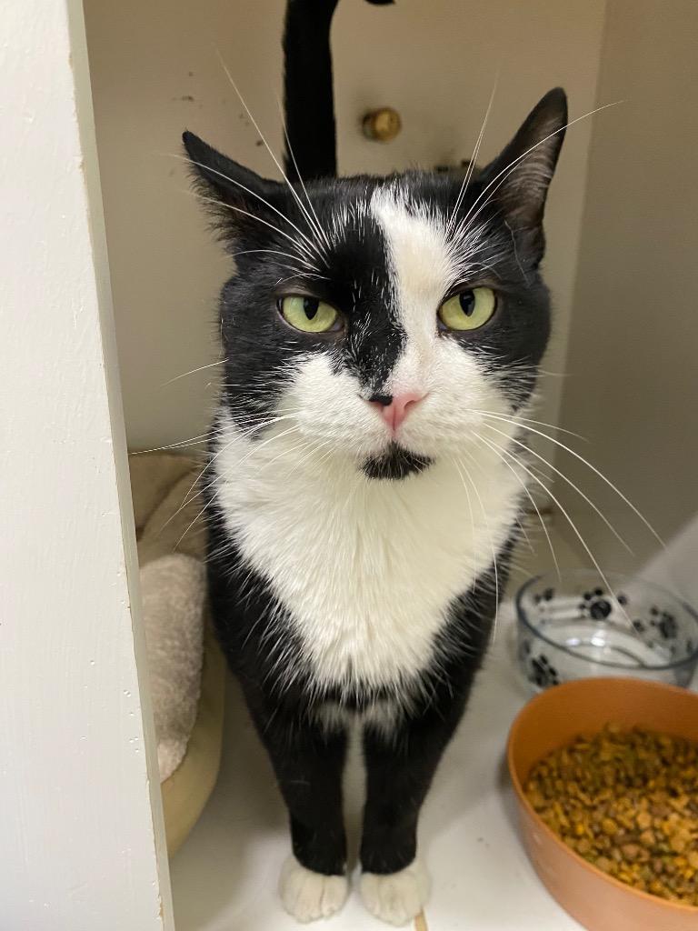 Alakazam, a Adoptable mixed breed in Fall River, MA image 3/6
