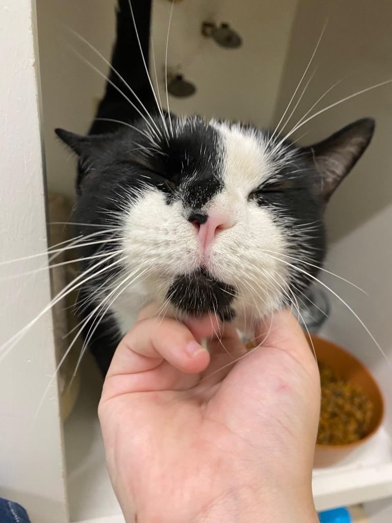 Alakazam, a Adoptable mixed breed in Fall River, MA image 4/6