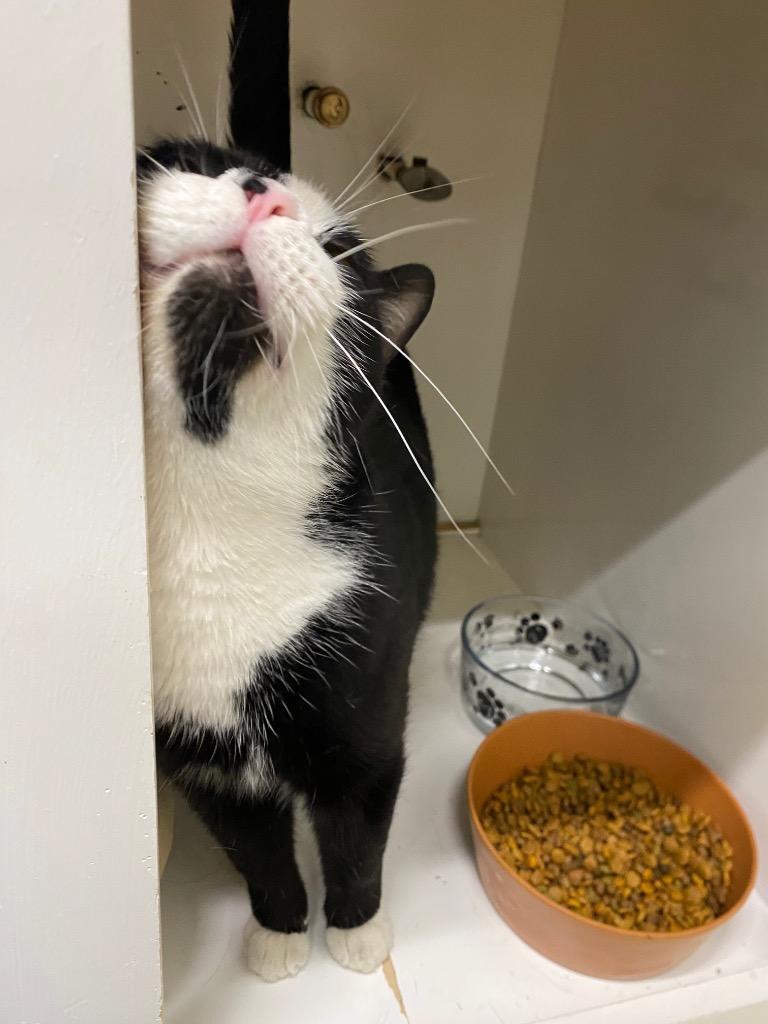 Alakazam, a Adoptable mixed breed in Fall River, MA image 6/6