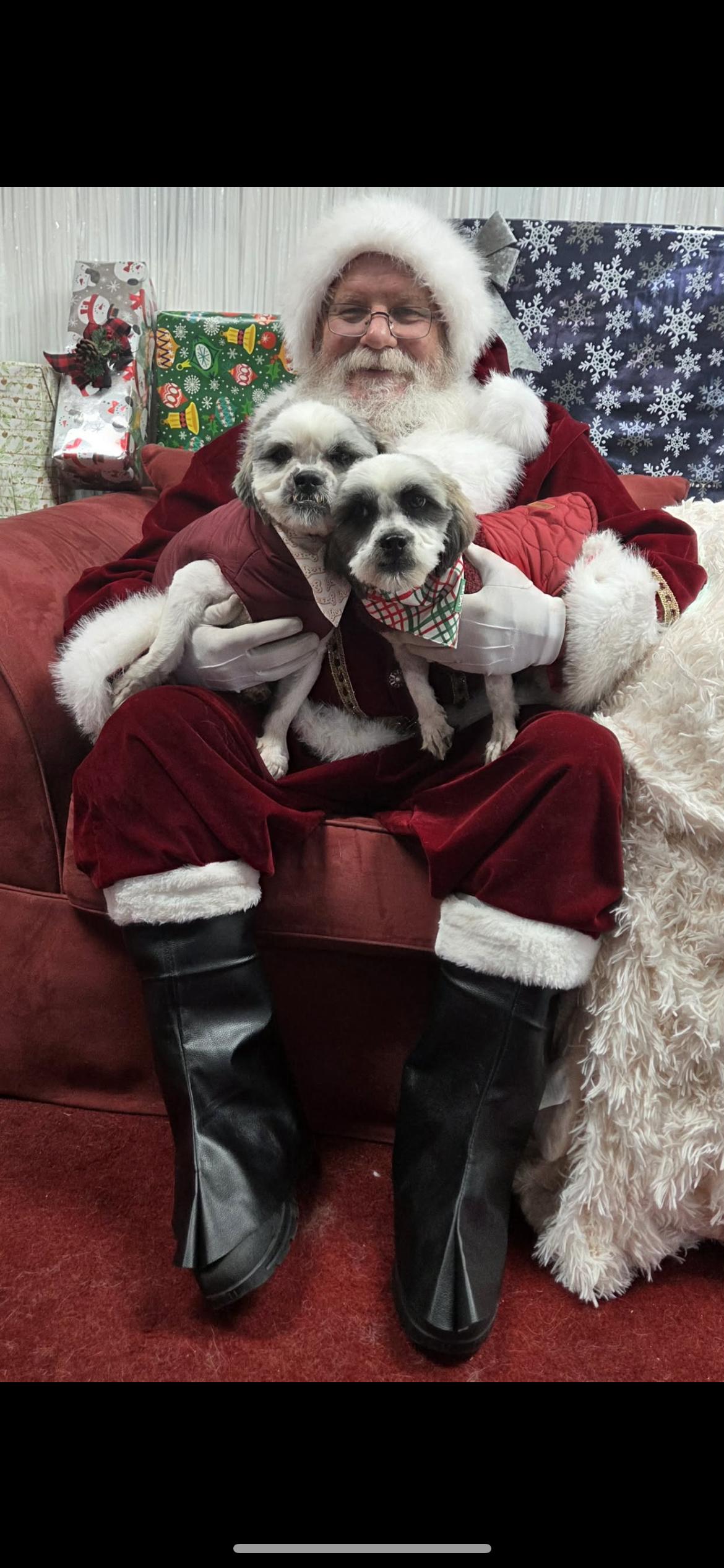 Opal, Adoptable, Adult Female Lhasa Apso & Poodle.