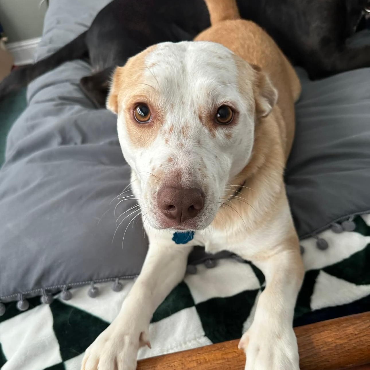 Enlarge Sally Sue, a Adoptable Mixed Breed in Springfield, MA image 1/4