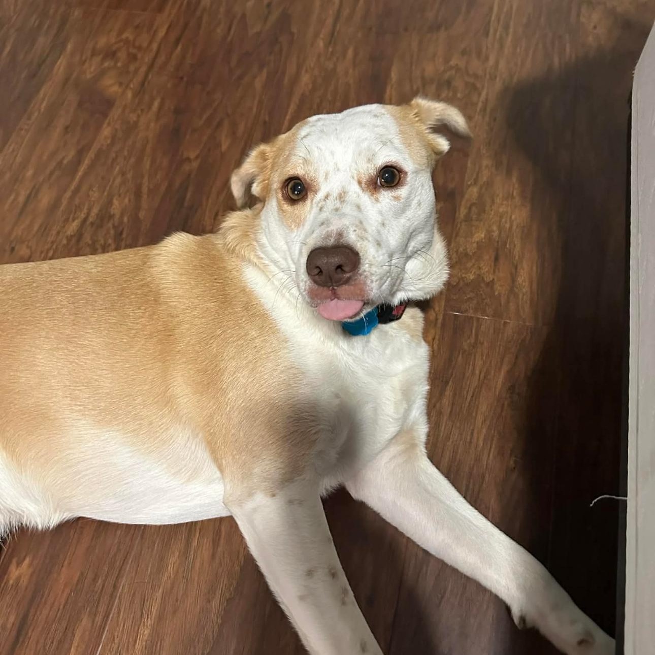 Enlarge Sally Sue, a Adoptable Mixed Breed in Springfield, MA image 3/4